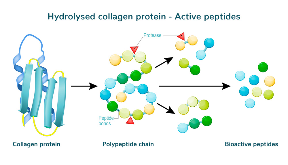 Hydrolysed collagen protein - Active peptides