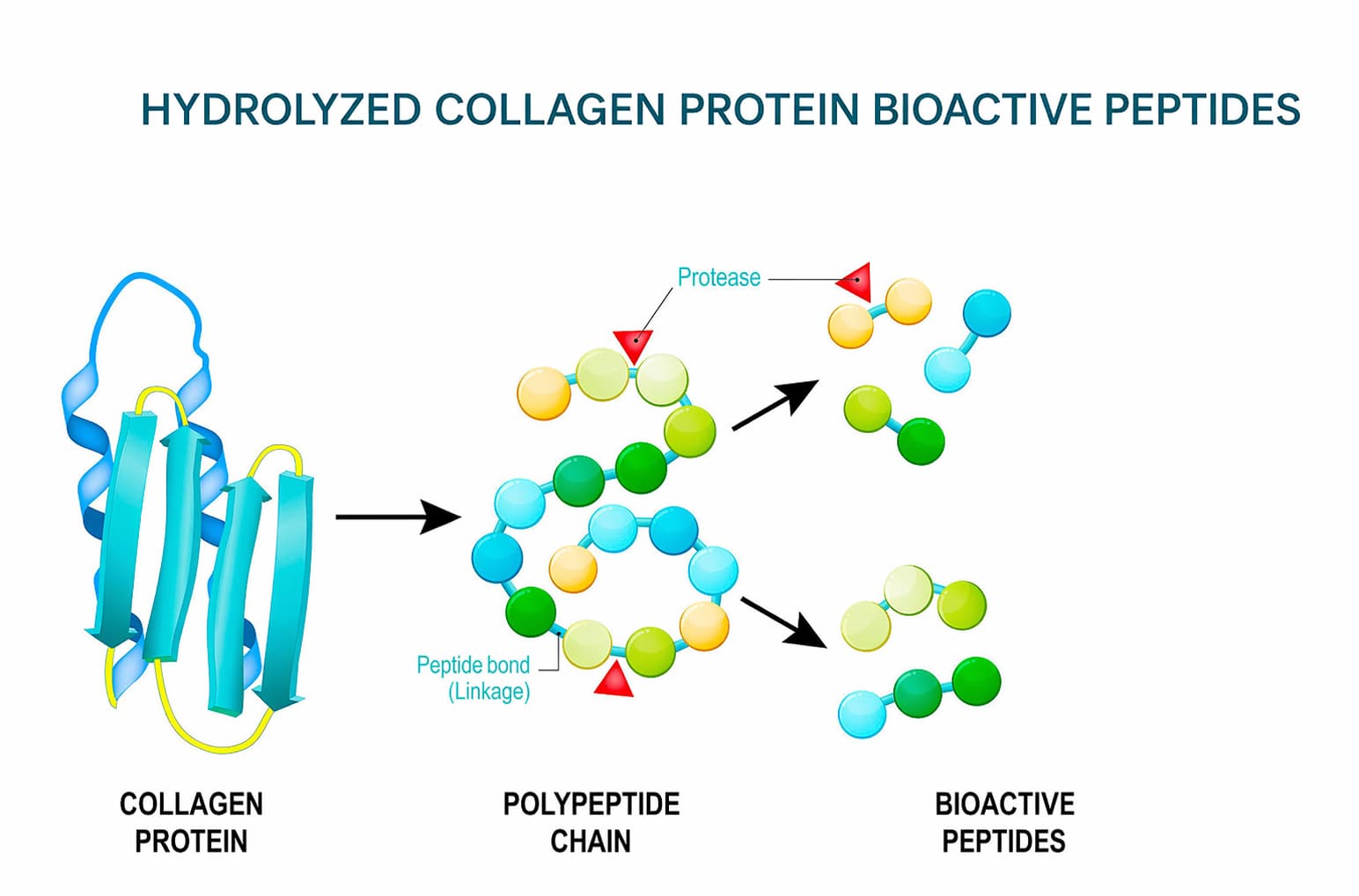 hydrolysed collagen protein bioactive peptides