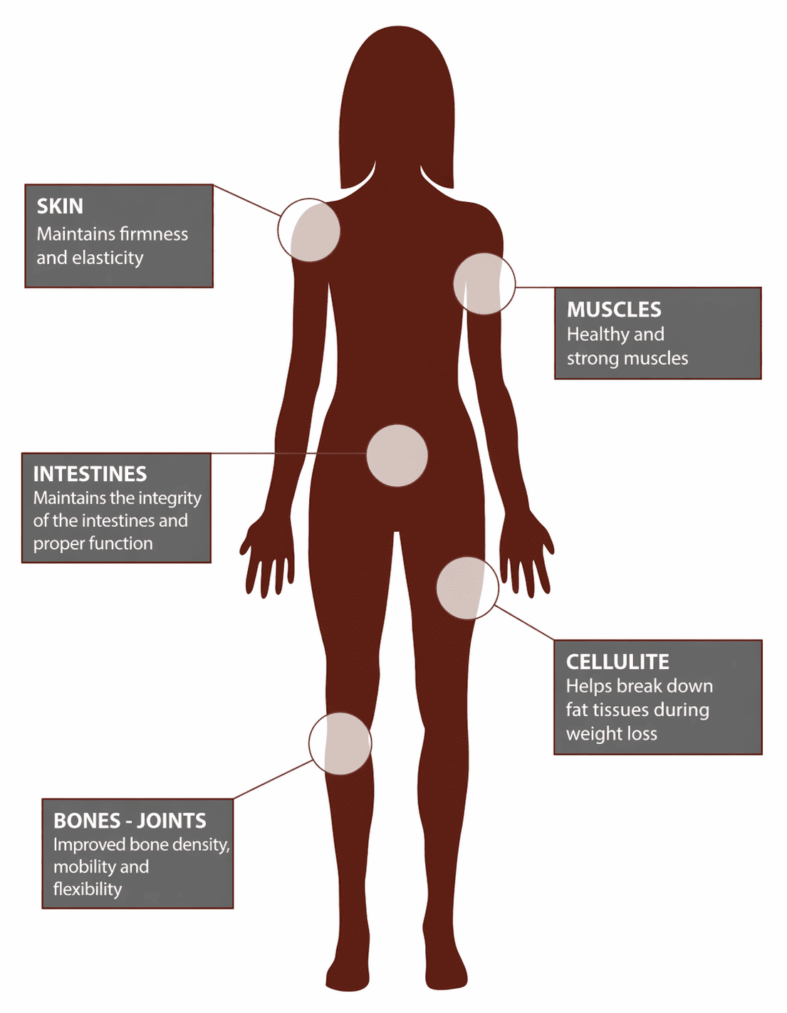Roles and functions of collagen in our body