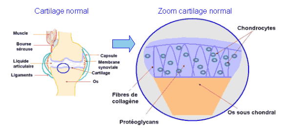 cartilage composition